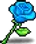 Blue Valentine Rose