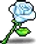White Valentine Rose
